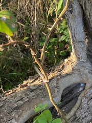 Smilax bona-nox