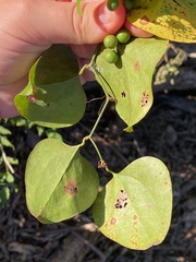 Smilax bona-nox
