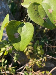 Smilax bona-nox
