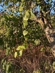 Smilax bona-nox