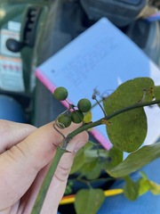 Smilax bona-nox