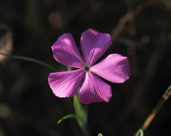 Phlox nana
