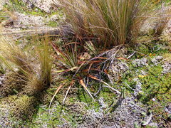 Puya clava-herculis