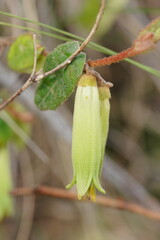 Correa reflexa lobata