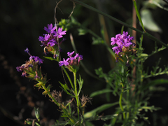 Glandularia wrightii