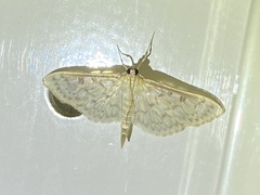 Herpetogramma aquilonalis