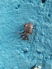 Conotrachelus psidii