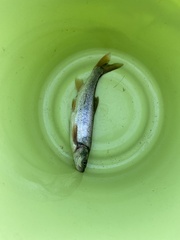 Ptychocheilus oregonensis