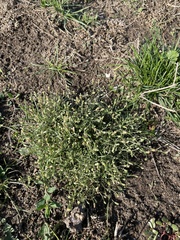 Erigeron divaricatus