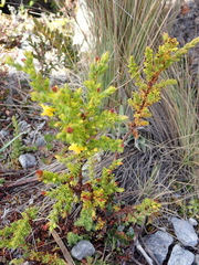 Hypericum quitense