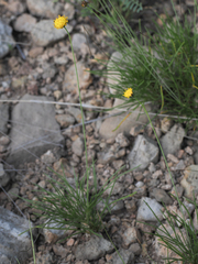 Thelesperma longipes