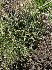 Erigeron divaricatus