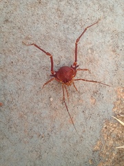 Krateromaspis dilatata