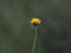 Thelesperma longipes