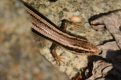 Plestiodon skiltonianus