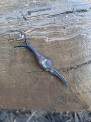 Helicarionidae