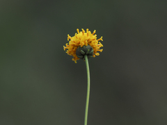 Thelesperma longipes