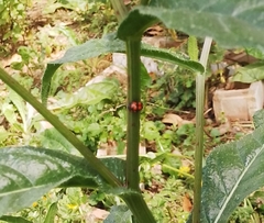 Epilachna mexicana