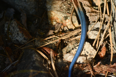 Plestiodon skiltonianus