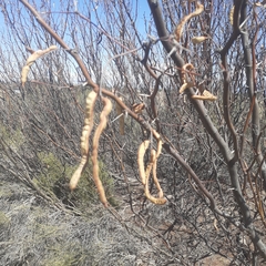 Prosopis flexuosa