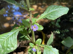 Limnophila rugosa