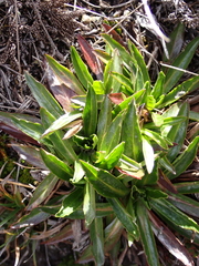 Hypochaeris sessiliflora