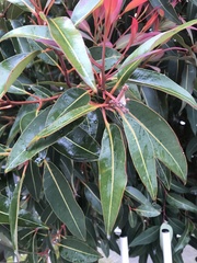 Corymbia ficifolia