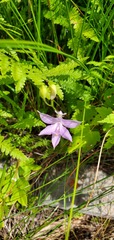 Calopogon tuberosus