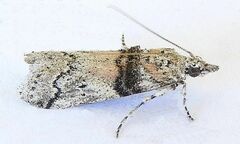 Passadena flavidorsella