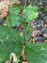 Calycanthus occidentalis