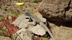 Callopistes maculatus