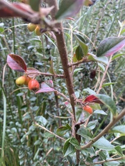 Cotoneaster simonsii