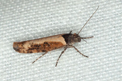 Ypsolopha