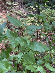 Calycanthus occidentalis