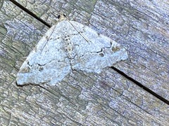 Macaria pinistrobata