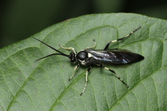 Cratichneumon