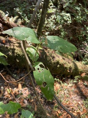 Calycanthus occidentalis
