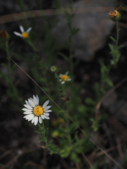 Xanthisma blephariphyllum