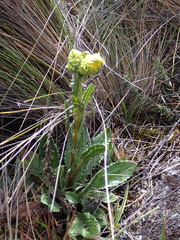 Senecio chionogeton