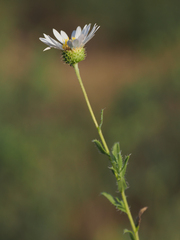 Xanthisma blephariphyllum