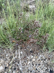Limonium carolinianum