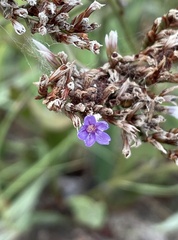 Limonium carolinianum