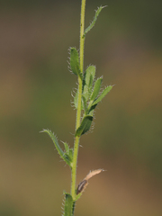 Xanthisma blephariphyllum