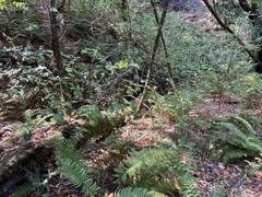 Calycanthus occidentalis