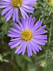 Symphyotrichum oblongifolium
