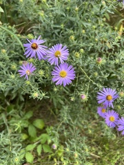 Symphyotrichum oblongifolium