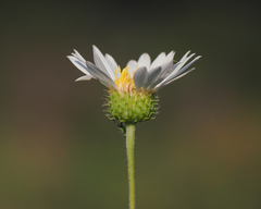 Xanthisma blephariphyllum