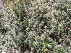 Diplostephium ericoides