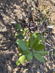 Comarostaphylis diversifolia