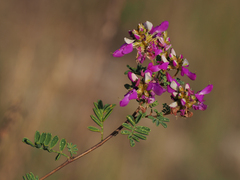 Dalea frutescens